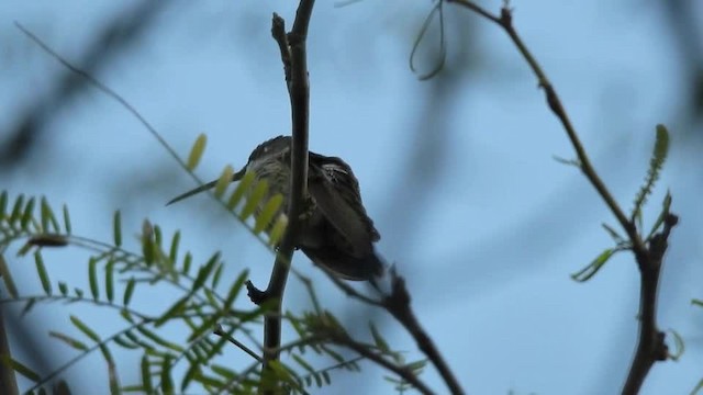 Colibrí de Barbijo - ML201610131