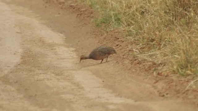 White-bellied Nothura - ML201610171