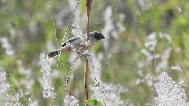 Ibera Seedeater - ML201610201