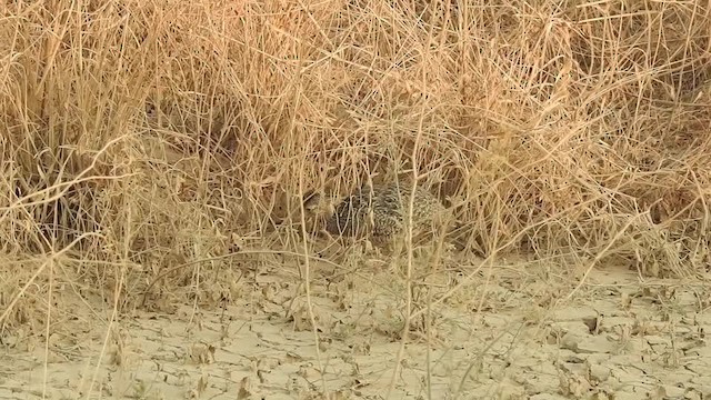 Brushland Tinamou - ML201610211