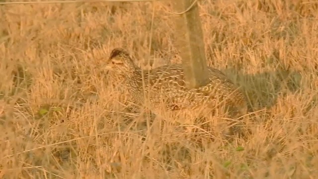 Brushland Tinamou - ML201610221