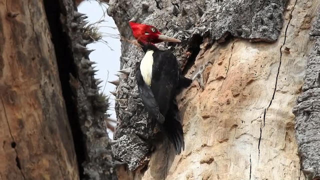 Cream-backed Woodpecker - ML201610241