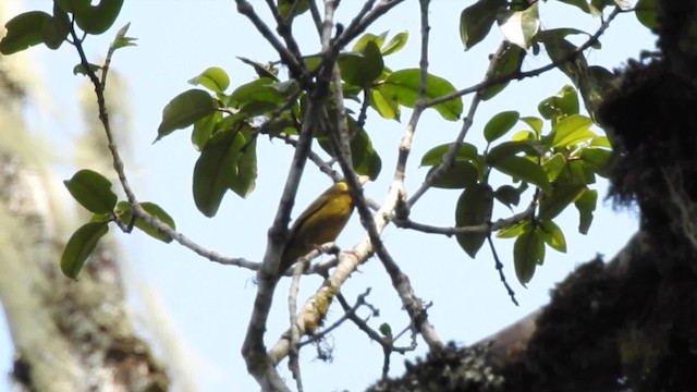 Oriole Finch - ML201610251