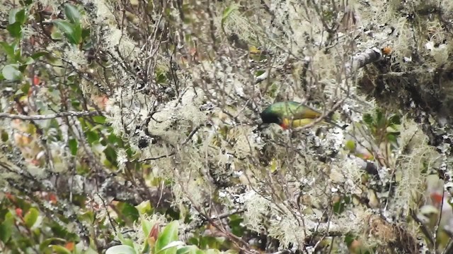 Moreau's Sunbird - ML201610291