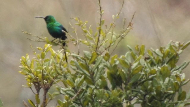 Malachite Sunbird - ML201610301