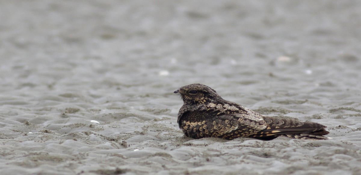 Gray Nightjar - Ben Lagasse