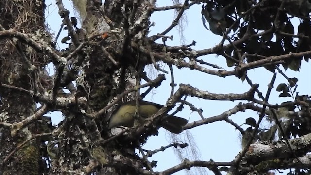 Cabanis Yaprakbülbülü (placidus) - ML201610311