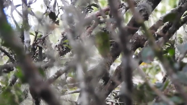 Tanzania Seedeater - ML201610331