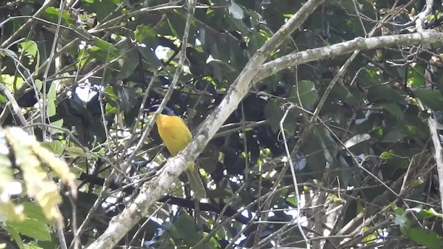 Black-fronted Bushshrike - ML201610341