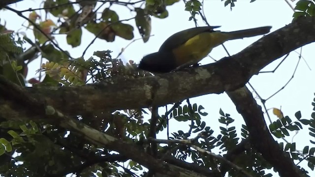 Black-fronted Bushshrike - ML201610351