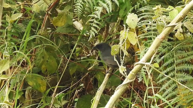 Fülleborn's Boubou (Usambara) - ML201610361