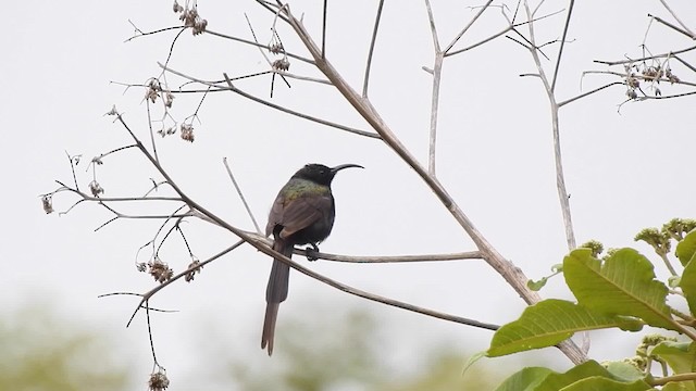 Bronze Sunbird - ML201610371