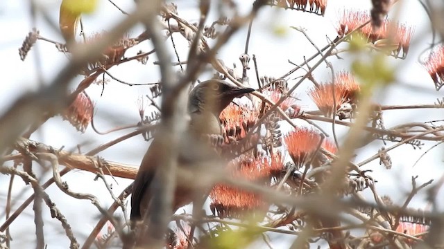 ハイイロオナガテリムク - ML201610391