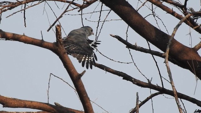 jestřábek pestrý - ML201610401