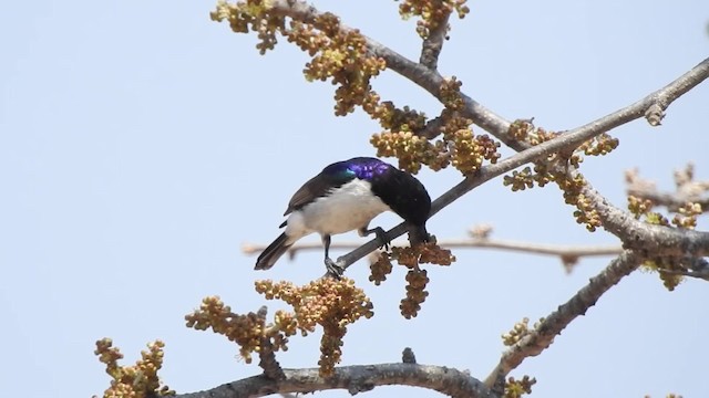 Eastern Violet-backed Sunbird - ML201610411