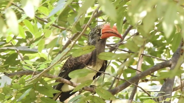 Crowned Hornbill - ML201610441