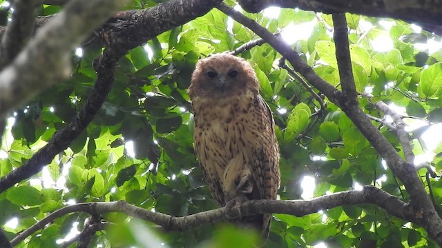 Pel's Fishing-Owl - ML201610461