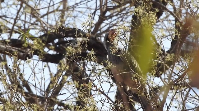Pale-billed Hornbill - ML201610511