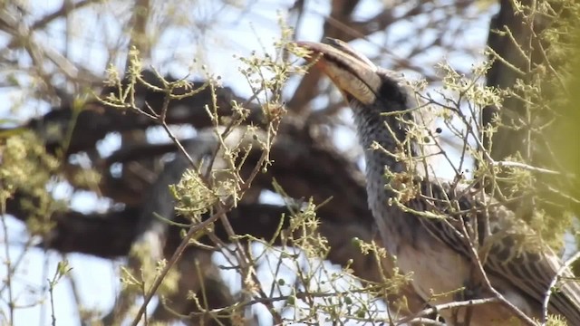 Pale-billed Hornbill - ML201610521