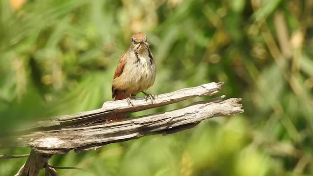 Collared Palm-Thrush - ML201610531