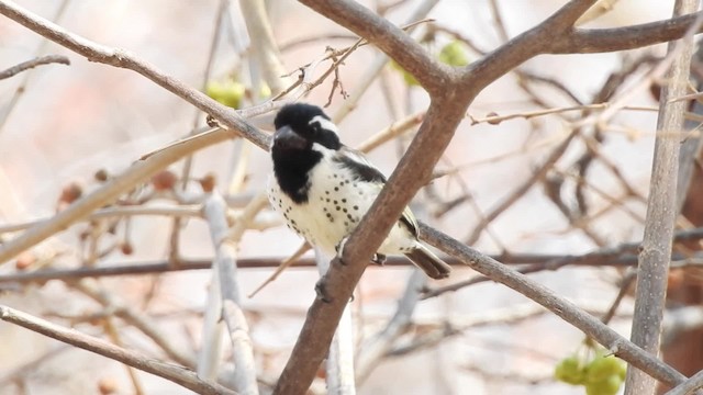 Spot-flanked Barbet - ML201610541