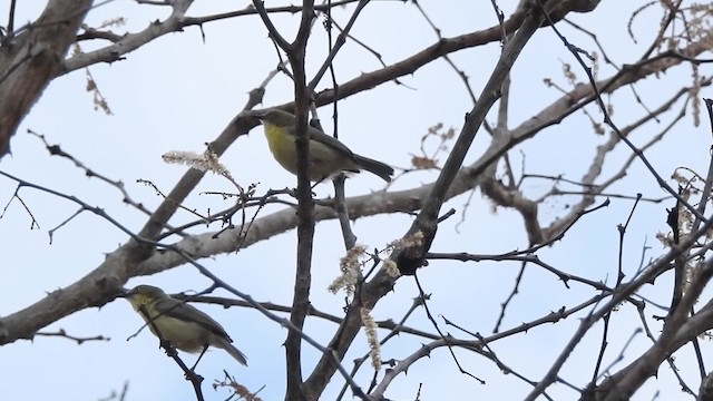 Green-capped Eremomela - ML201610551