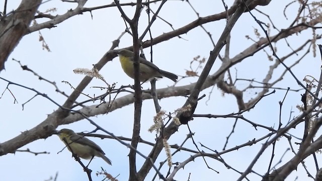 Жовтобрюшка південна - ML201610551