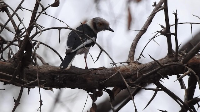 White-crested Helmetshrike (Yellow-eyed) - ML201610561