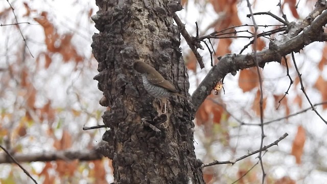 Stierling's Wren-Warbler - ML201610571