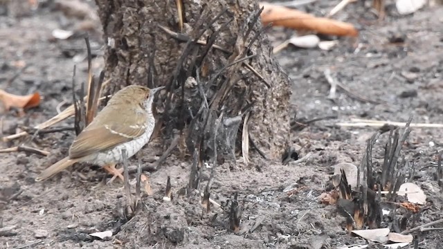 Stierling's Wren-Warbler - ML201610581