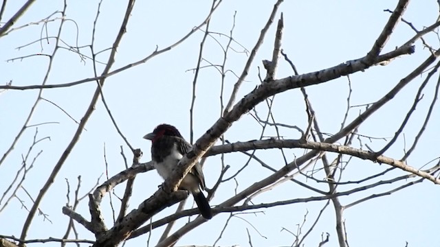 Boz Göğüslü Barbet - ML201610611