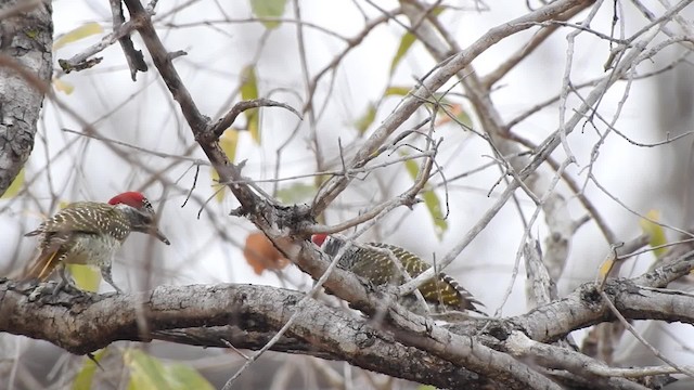 Speckle-throated Woodpecker - ML201610621