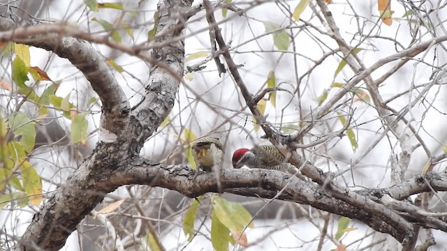 Speckle-throated Woodpecker - ML201610631
