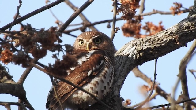 ヨコジマスズメフクロウ（capense／ngamiense） - ML201610641