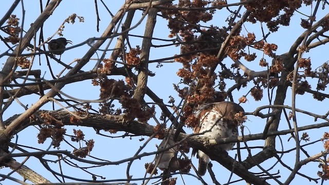 ヨコジマスズメフクロウ（capense／ngamiense） - ML201610651