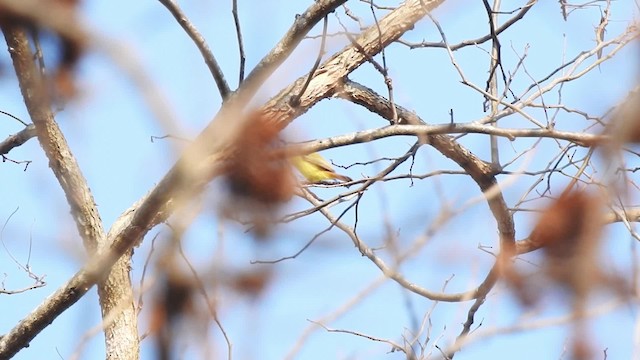 Livingstone's Flycatcher - ML201610661