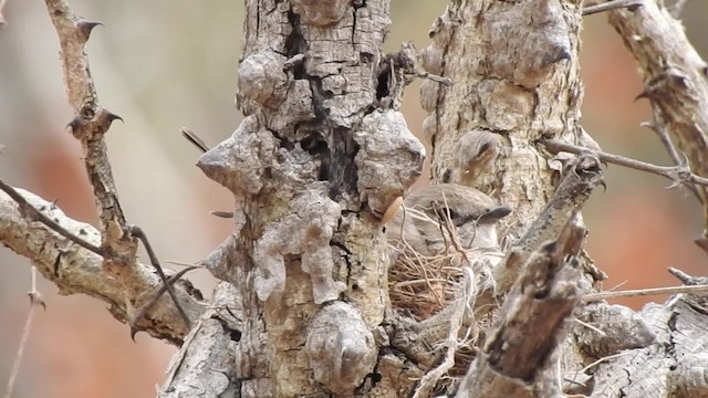 Pale Flycatcher (Pale) - ML201610671