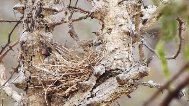 Papamoscas Pálido (grupo pallidus) - ML201610681