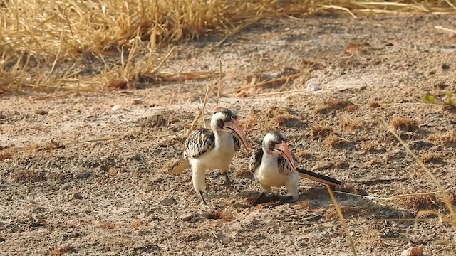Tanzanian Red-billed Hornbill - ML201610691