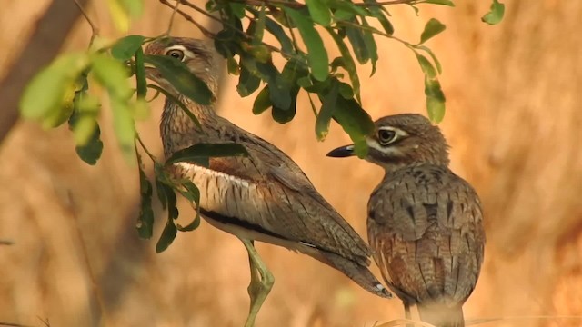 Water Thick-knee - ML201610701