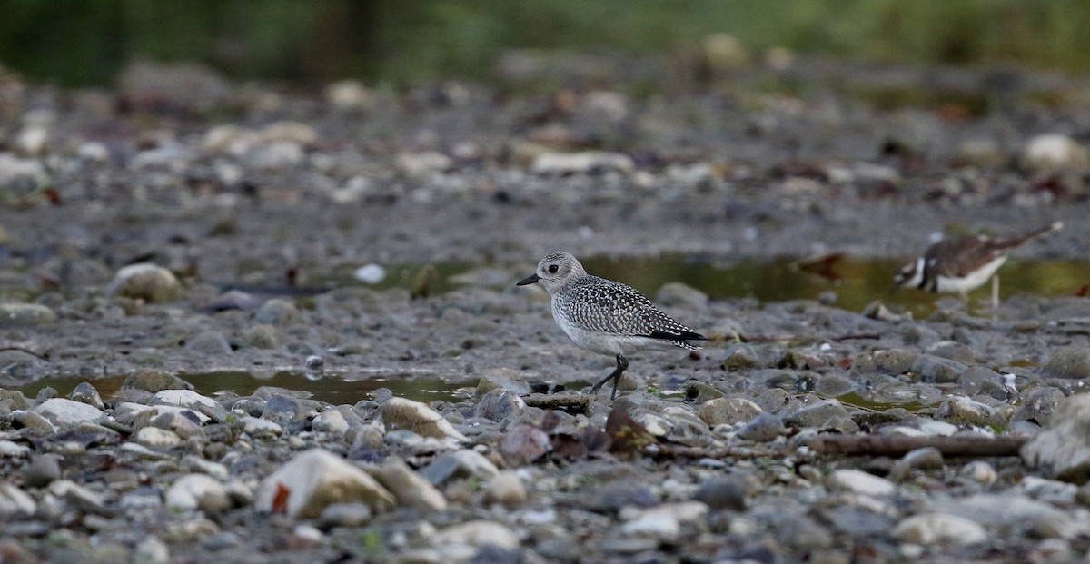 Black-bellied Plover - ML20161071