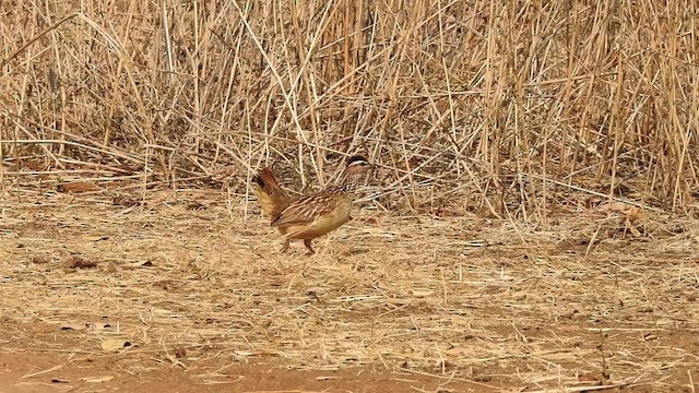 Crested Francolin (Crested) - ML201610711