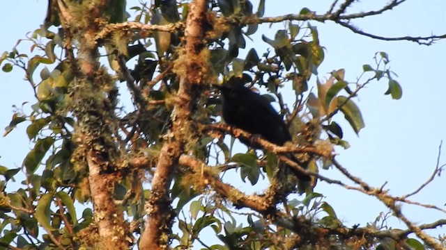 Waller's Starling (Waller's) - ML201610721