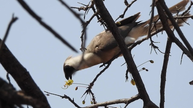 Bare-faced Go-away-bird (Black-faced) - ML201610741