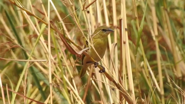 タンザニアチャノドハタオリ - ML201610781