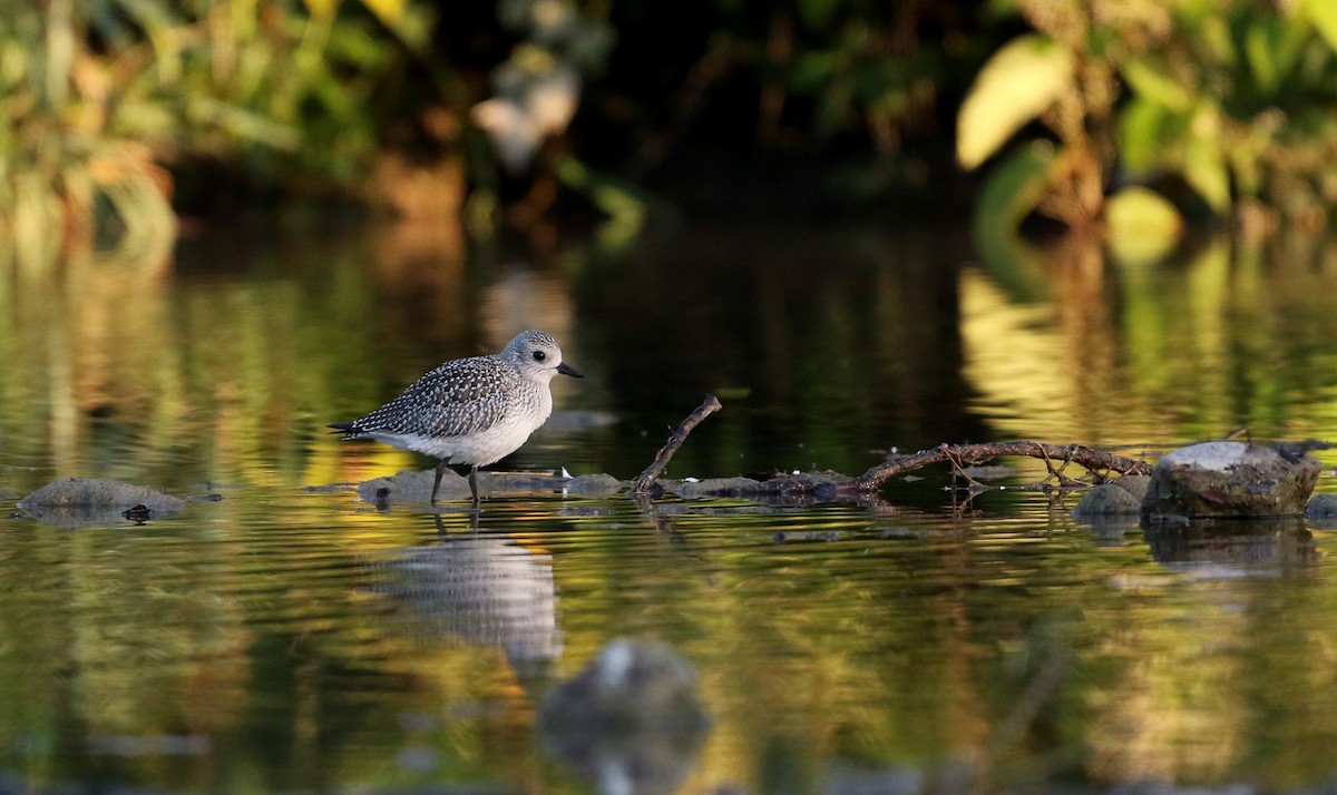 Black-bellied Plover - ML20161081