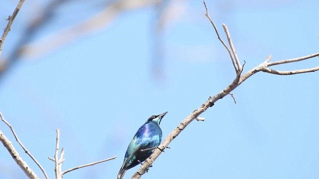 Lesser Blue-eared Starling (Miombo) - ML201610811