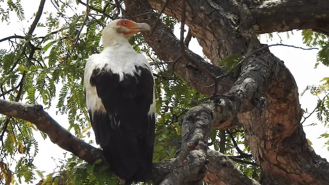 Palm-nut Vulture - ML201610841