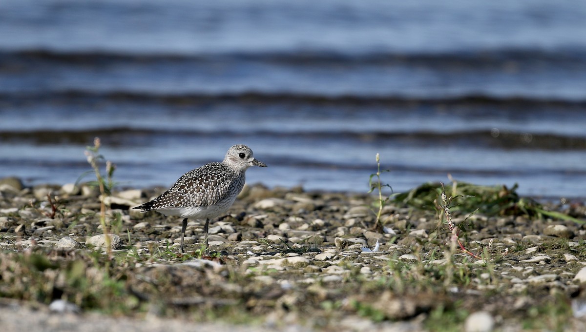 Black-bellied Plover - ML20161091