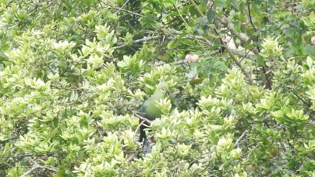 Livingstone's Turaco - ML201610921